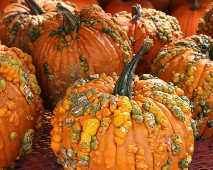 your-pumpkin-might-be-hiding-a-toxic-secret