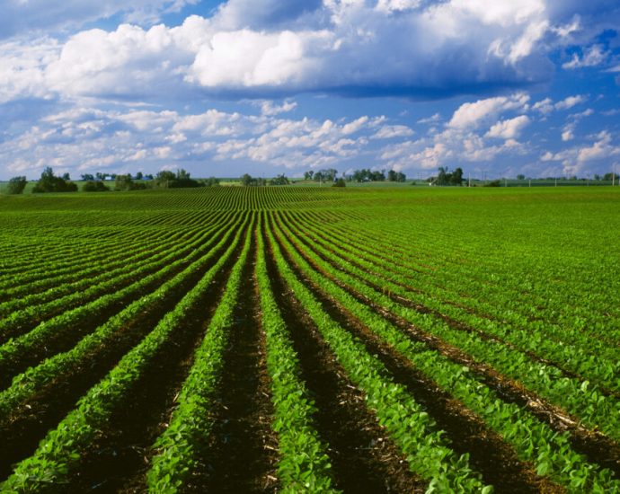 can-we-produce-more-food-with-less-land?