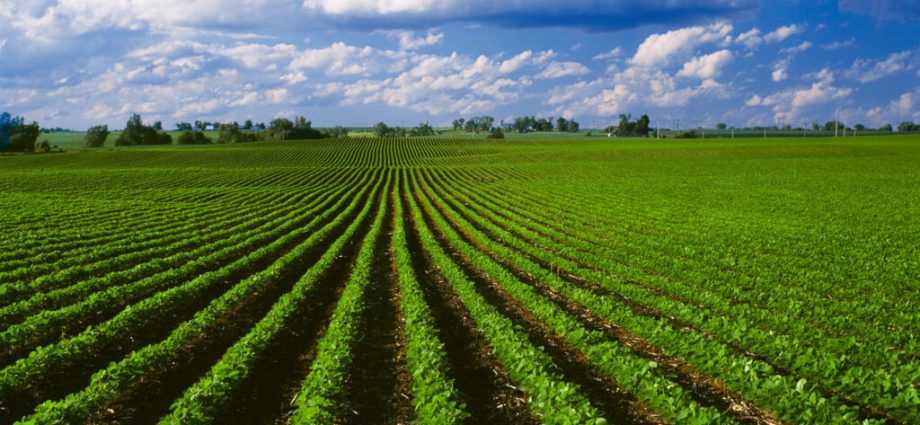 can-we-produce-more-food-with-less-land?