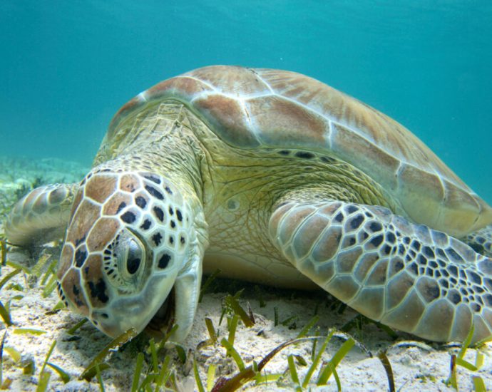 after-decades-of-protections,-green-sea-turtles-have-been-saved-from-the-brink-of-extinction—for-now