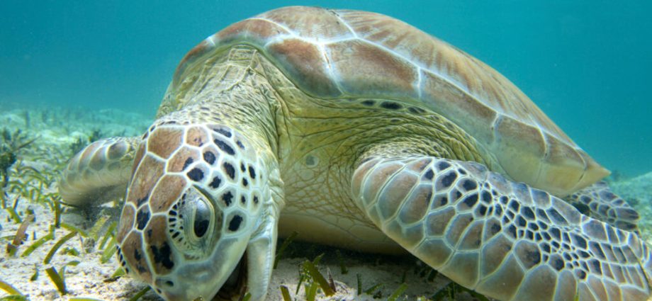 after-decades-of-protections,-green-sea-turtles-have-been-saved-from-the-brink-of-extinction—for-now
