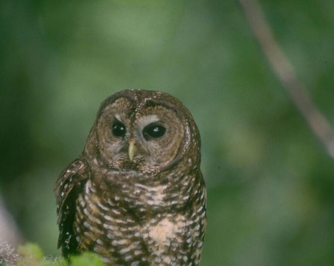 plan-to-kill-450,000-owls-pushes-past-major-obstacle-with-republicans-both-for-and-against