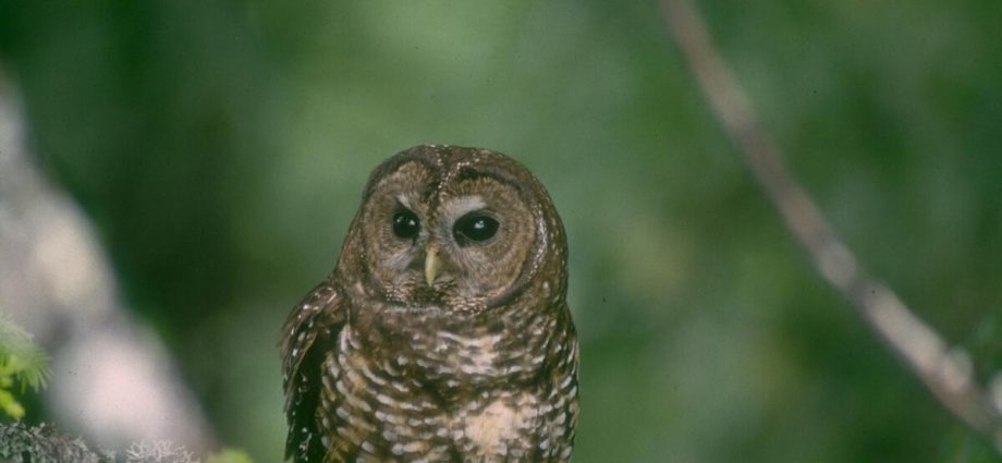 plan-to-kill-450,000-owls-pushes-past-major-obstacle-with-republicans-both-for-and-against