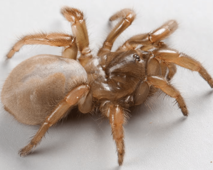 Beware, beachgoers: New spider discovered in California’s sand dunes
