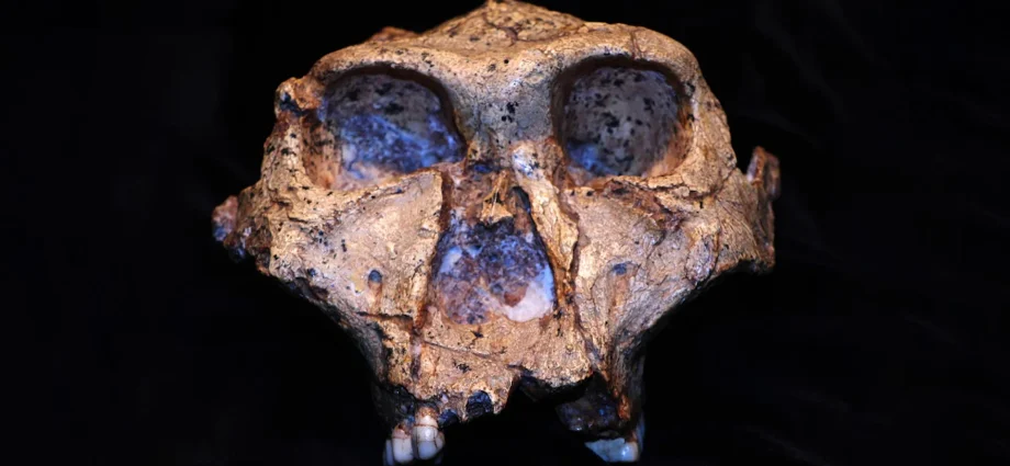 2-million-year-old-teeth-reveal-secrets-from-the-dawn-of-humanity