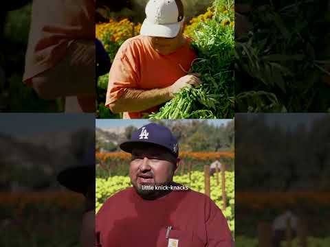 ‘flower-of-the-dead’-is-harvested-in-la-for-day-of-the-dead