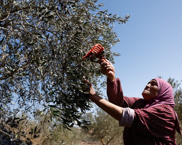 israeli-attacks-on-olive-harvest-‘threaten-palestinian-way-of-life’:-un