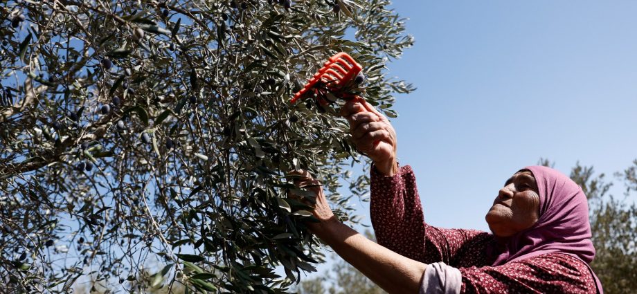 israeli-attacks-on-olive-harvest-‘threaten-palestinian-way-of-life’:-un