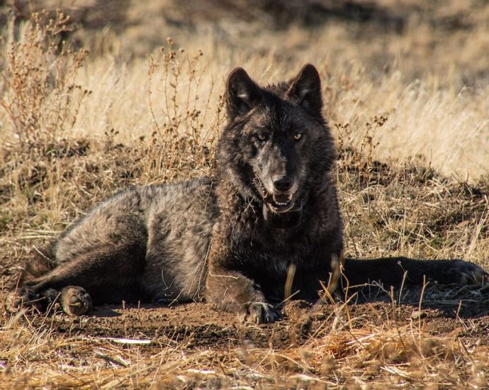 The comeback of California’s gray wolves just took a tragic turn