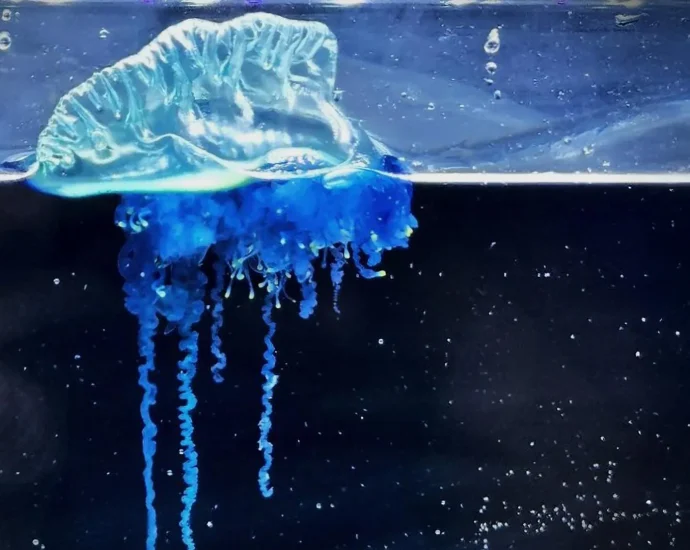 japan’s-new-“samurai-jellyfish”-is-simply-stunning
