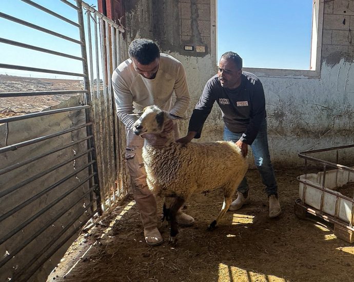 israeli-settlers-intensify-attacks-on-palestinian-farmers-and-livestock