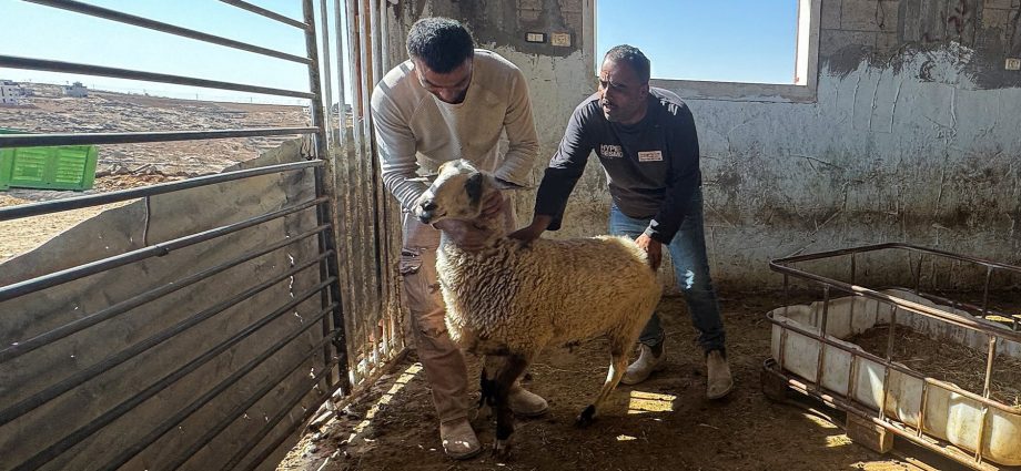 israeli-settlers-intensify-attacks-on-palestinian-farmers-and-livestock