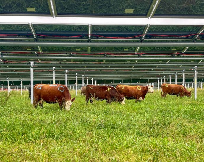 can-cows-and-solar-power-coexist?-we’re-about-to-find-out