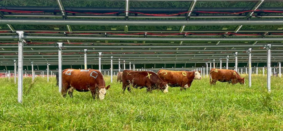 can-cows-and-solar-power-coexist?-we’re-about-to-find-out