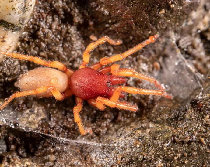 scientists-stunned-as-island-spider-loses-half-its-genome