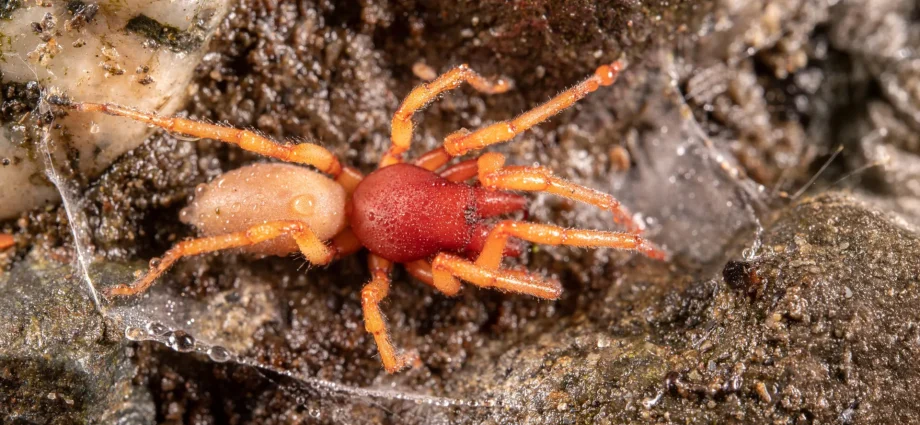 scientists-stunned-as-island-spider-loses-half-its-genome