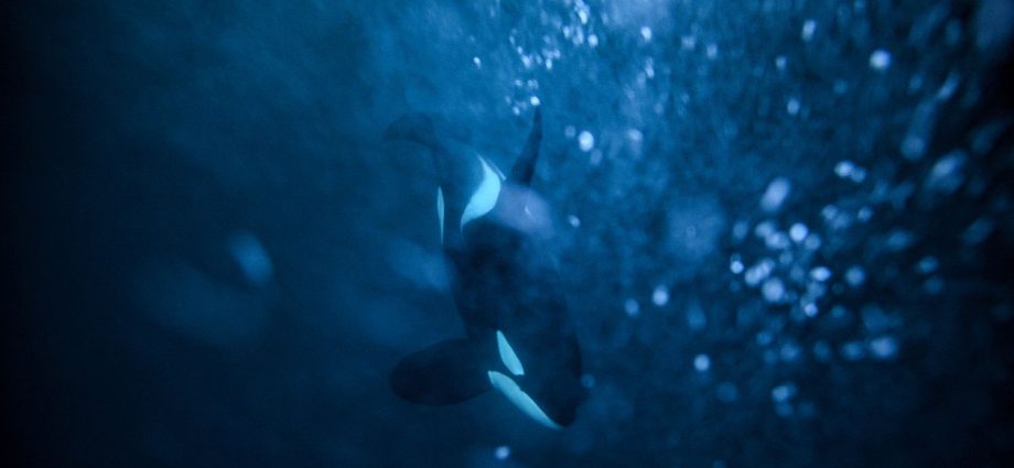 video-shows-orcas-hunting-great-white-sharks-and-devouring-their-livers