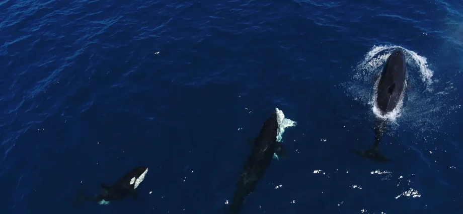 killer-whales-perfect-a-ruthless-trick-to-hunt-great-white-sharks