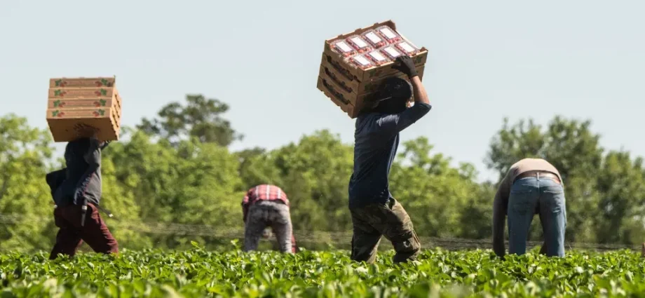 the-traitor’s-deportations-are-causing-farm-labor-issues