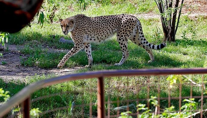 rare-african-cheetah-brothers-arrive-at-uk’s-chester-zoo