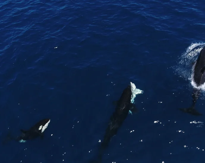 Killer whales perfect a ruthless trick to hunt great white sharks