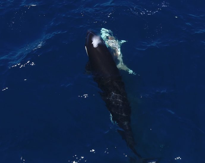 Orcas are hunting young great white sharks for their livers