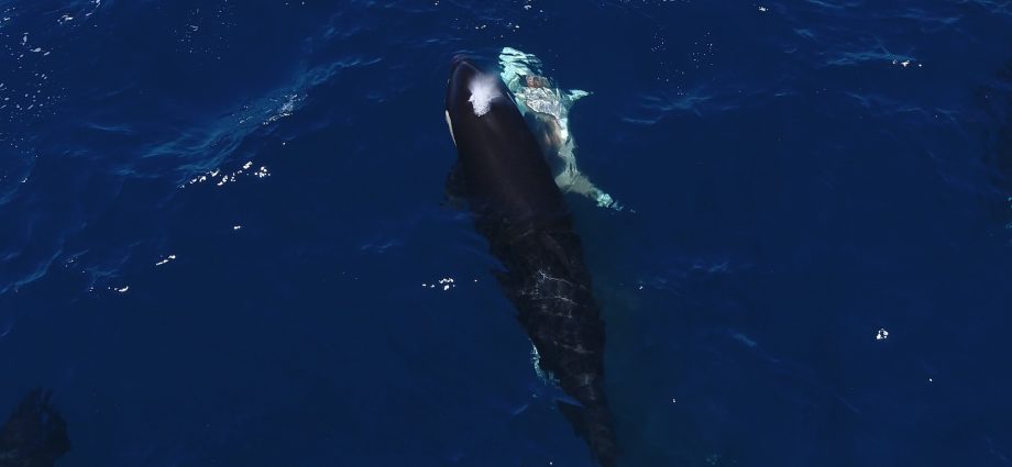 Orcas are hunting young great white sharks for their livers
