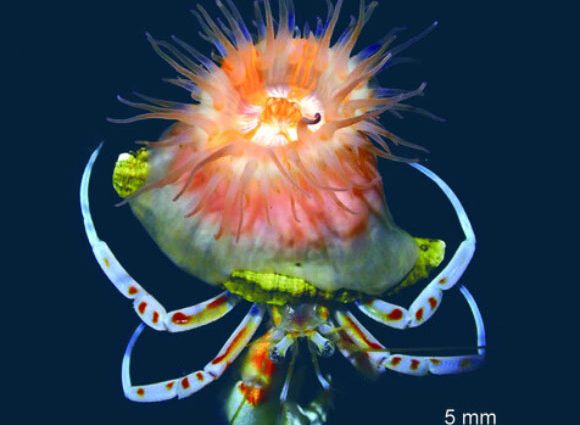 New Species of Shell-Forming Sea Anemone Discovered in Japanese Waters