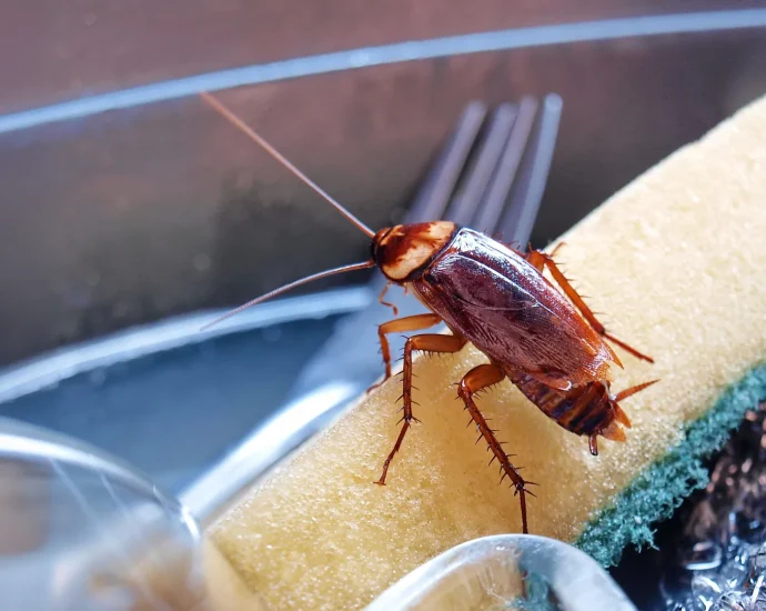 cockroaches-are-secretly-poisoning-indoor-air