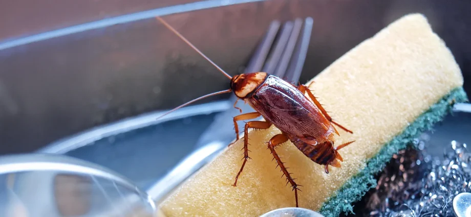 cockroaches-are-secretly-poisoning-indoor-air