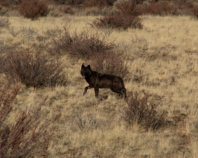 amid-national-wolf-debate,-california-kills-four-of-the-predators-after-‘unprecedented’-livestock-attacks
