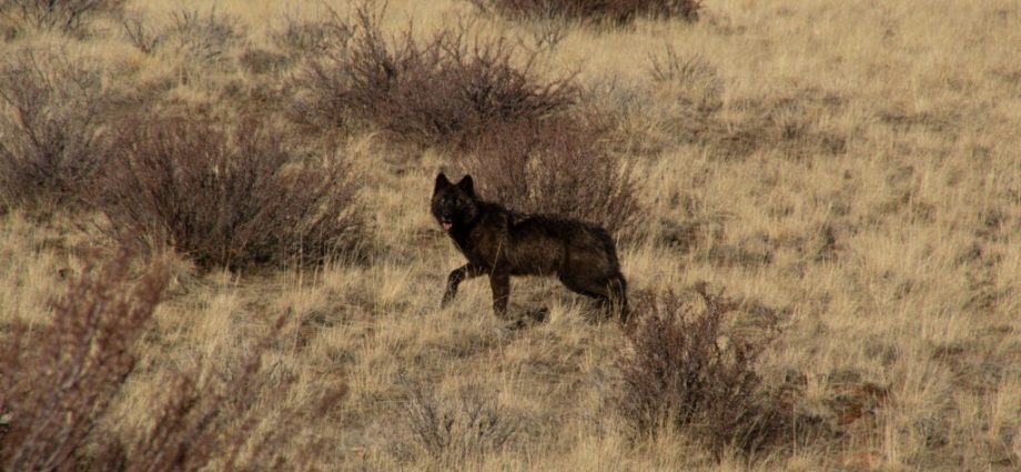 amid-national-wolf-debate,-california-kills-four-of-the-predators-after-‘unprecedented’-livestock-attacks