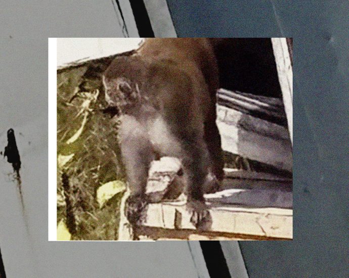 small-town-preacher-shoots-one-of-last-lab-monkeys-that-escaped-mississippi-crash