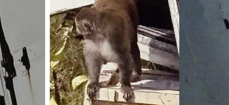 small-town-preacher-shoots-one-of-last-lab-monkeys-that-escaped-mississippi-crash