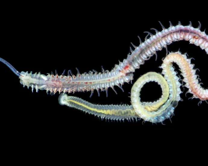 a-480-million-year-old-parasite-still-infects-oysters-today