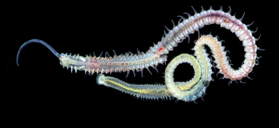 a-480-million-year-old-parasite-still-infects-oysters-today