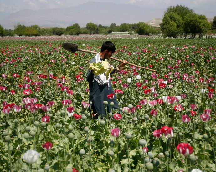 afghanistan’s-opium-crop-falls-20-percent-as-synthetic-drugs-surge