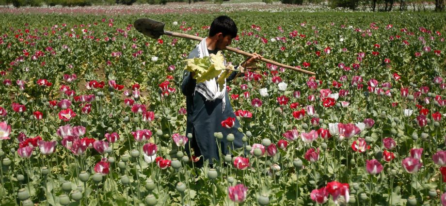 afghanistan’s-opium-crop-falls-20-percent-as-synthetic-drugs-surge