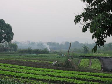 american-man-and-son-die-after-suffering-stings-from-swarm-of-wasps-ziplining-in-laos