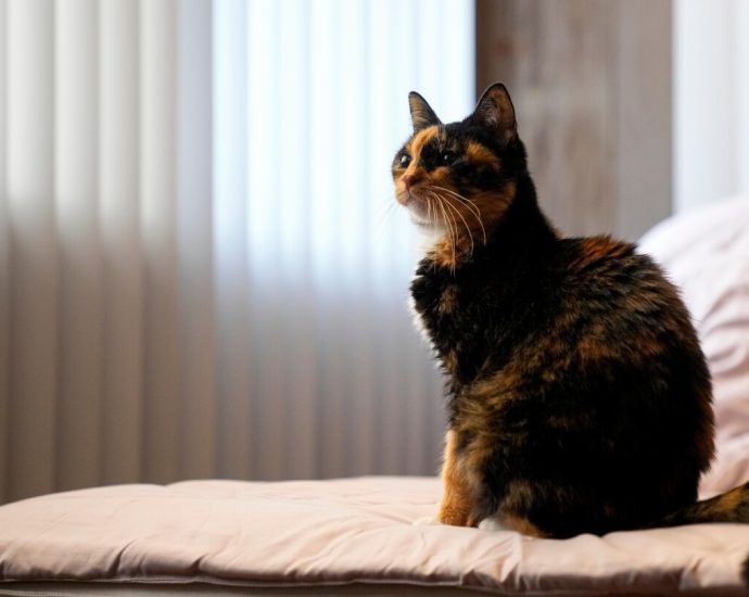 Tips to minimize pets’ climate impact