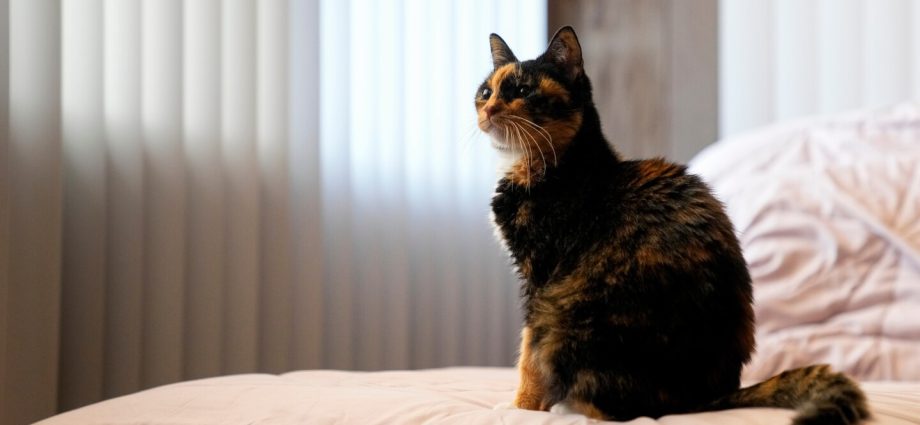 Tips to minimize pets’ climate impact