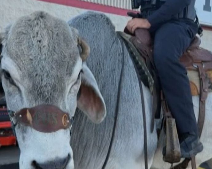 man-and-his-bull-named-gus-were-‘pulled-over’-by-police