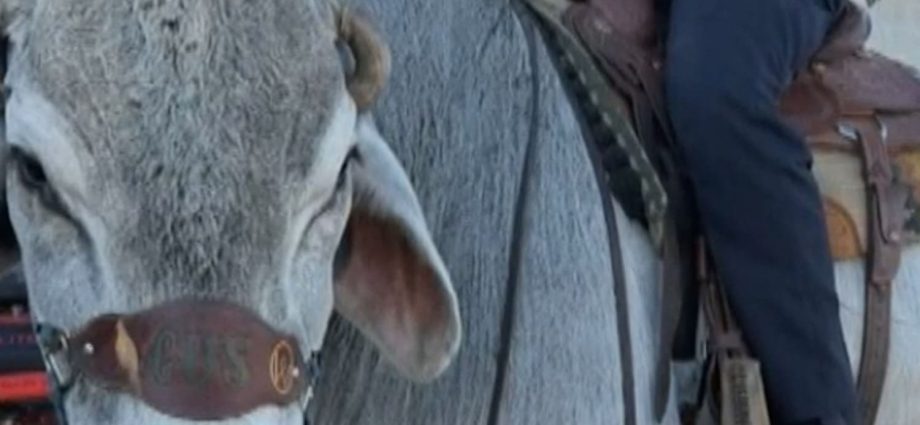 man-and-his-bull-named-gus-were-‘pulled-over’-by-police