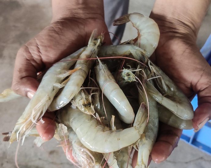 india-is-world’s-second-largest-shrimp-producer.-that-is-now-under-threat