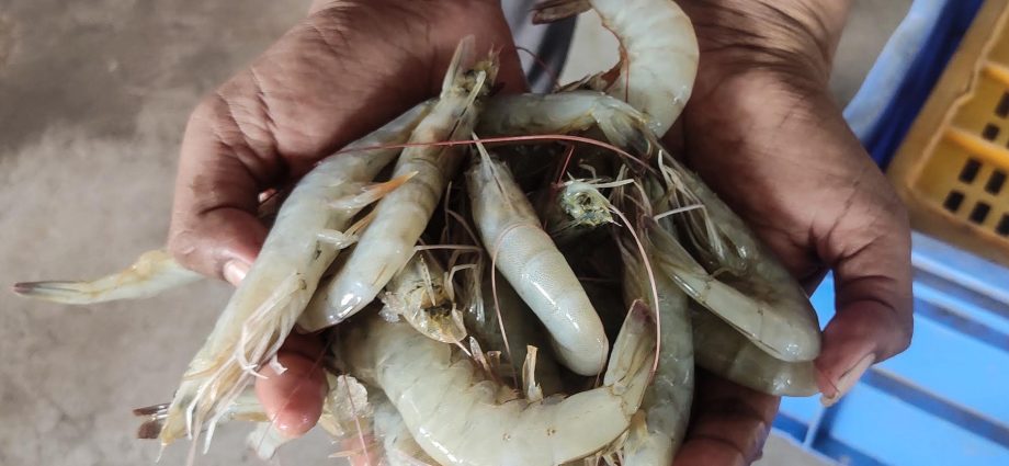 india-is-world’s-second-largest-shrimp-producer.-that-is-now-under-threat