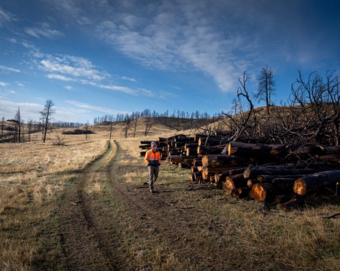 is-burying-the-trees-killed-by-wildfires-a-climate-solution?