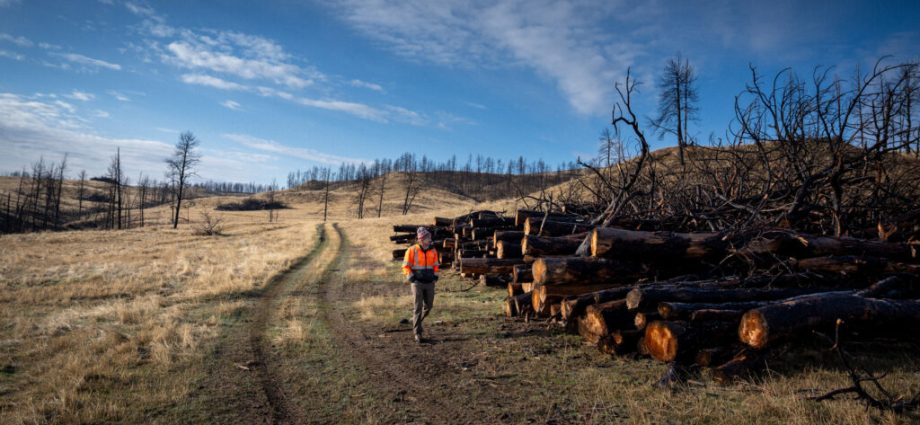 is-burying-the-trees-killed-by-wildfires-a-climate-solution?