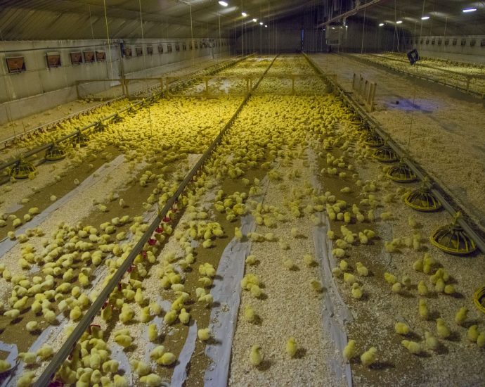 intensive-livestock-farms-fail-to-declare-climate-impacts-in-‘emissions-scandal’