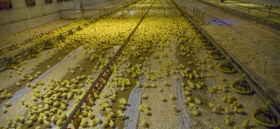 intensive-livestock-farms-fail-to-declare-climate-impacts-in-‘emissions-scandal’