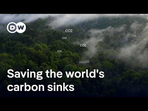 brazil’s-$125-billion-gamble-to-save-the-world’s-rainforests |-dw-news